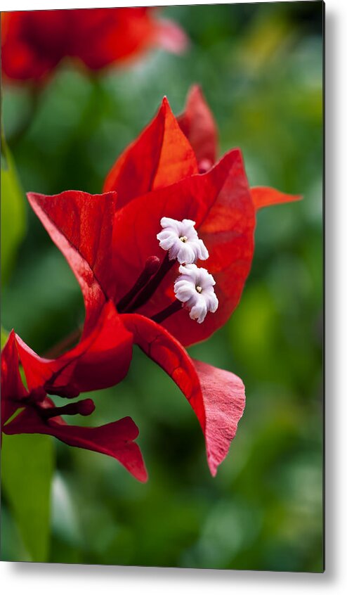Arch Metal Print featuring the photograph Flame Red Bougainvillea II by Joe Carini - Printscapes