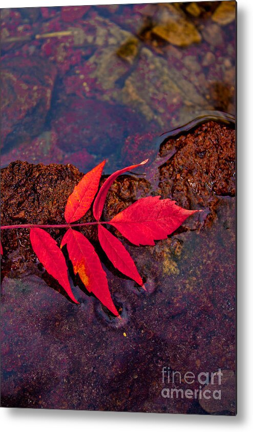 Water Metal Print featuring the photograph Floating Fall Sumac by Barbara Schultheis