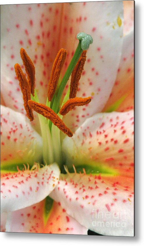 Flower Metal Print featuring the photograph Floral palatte by Frank Townsley