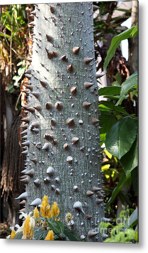 Silk Floss Tree Metal Print featuring the photograph Floss Silk Tree by Ted Kinsman