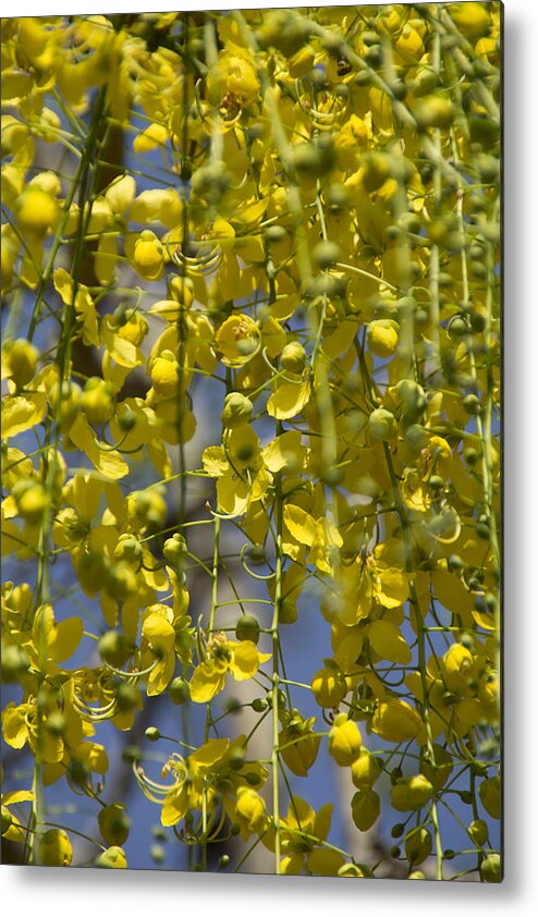 Yellow Metal Print featuring the photograph Flower Curtain by Douglas Barnard