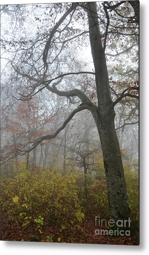 Photograph Metal Print featuring the photograph Fogy Forest In The Morning 4 by Bruno Santoro