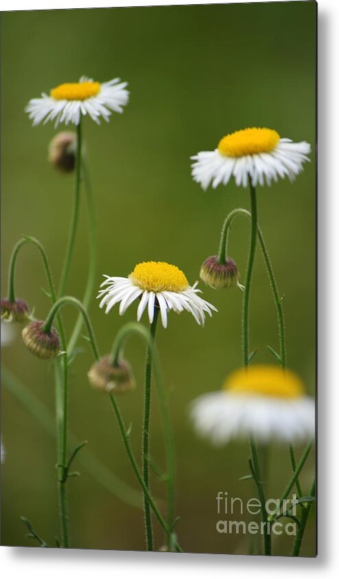 Daisy Metal Print featuring the photograph Four Sisters by Julie Lueders 