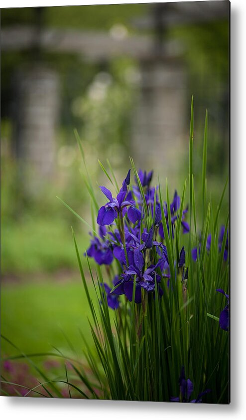 Iris Metal Print featuring the photograph Garden Blue Irises by Mike Reid