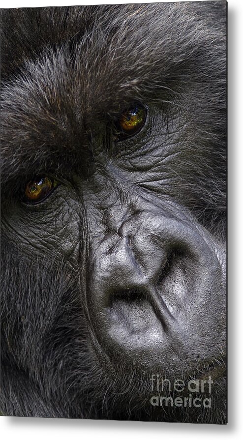 Rwanda_d140 Metal Print featuring the photograph Garunda the Gorilla - Rwanda by Craig Lovell