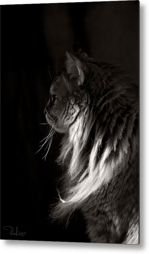 Gatti Metal Print featuring the photograph Ghiga in the dark by Raffaella Lunelli