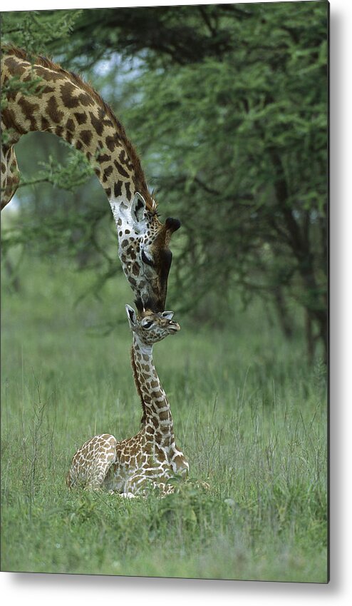 00761654 Metal Print featuring the photograph Giraffe Mother And Newborn Ngorongoro by Suzi Eszterhas
