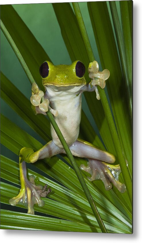 Mp Metal Print featuring the photograph Gliding Leaf Frog Agalychnis Spurrelli by Pete Oxford
