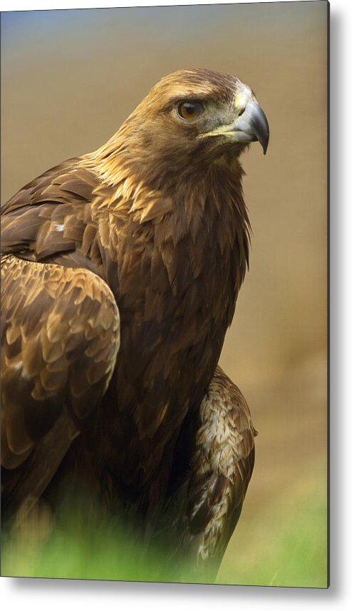 00176574 Metal Print featuring the photograph Golden Eagle Portrait North America by Tim Fitzharris