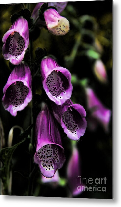 Bell Flower Metal Print featuring the photograph Gothic Bell Flower by Mariola Bitner