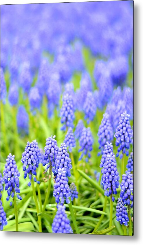 Flowers Metal Print featuring the photograph Grape Hyacinths by Catherine Murton