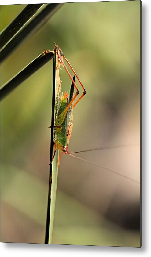 Grasshopper Metal Print featuring the photograph Grasshopper by Katherine White