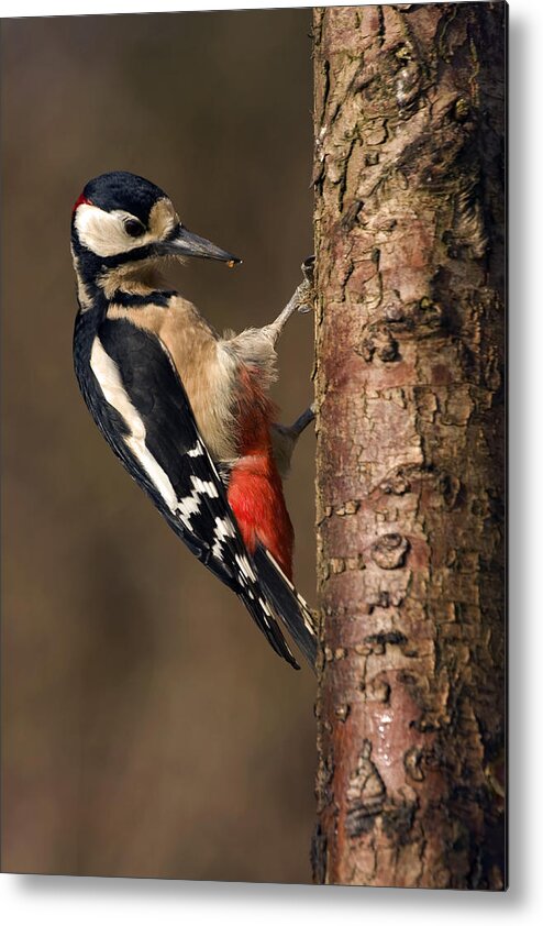 Bird Metal Print featuring the photograph Great Spotted Woodpecker by Paul Scoullar