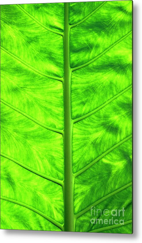 Nature Metal Print featuring the photograph Green leaf by Sami Sarkis