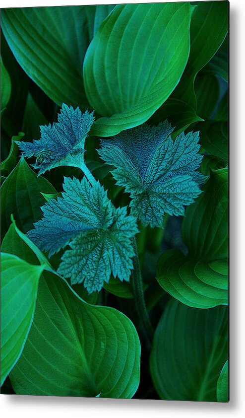 Nature Metal Print featuring the photograph Green on Green by Michael Friedman