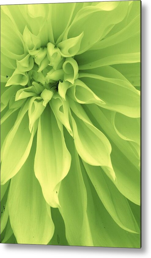 Flora Metal Print featuring the photograph Green Sherbet by Bruce Bley