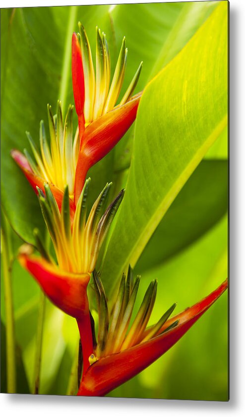Above Metal Print featuring the photograph Heliconia Flowers by Dana Edmunds - Printscapes