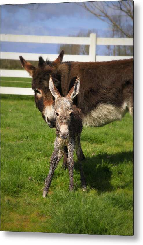 Baby Donkey Metal Print featuring the photograph Hello World by Tiana McVay