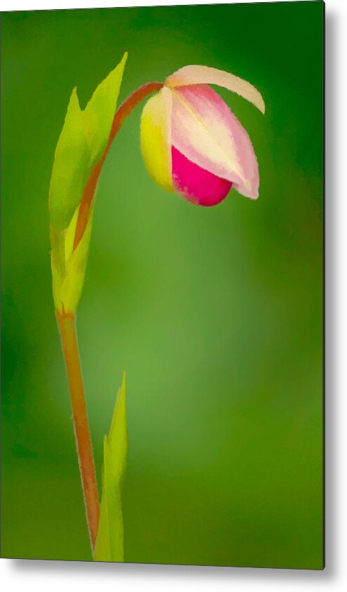 Bud Metal Print featuring the photograph Hey Bud by Steve Zimic