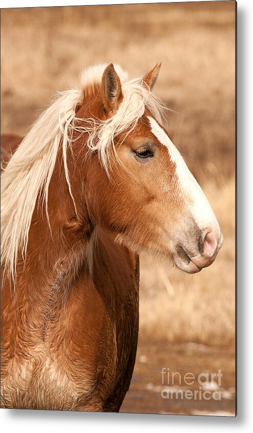 Horse Metal Print featuring the photograph Horse profile by Earl Nelson