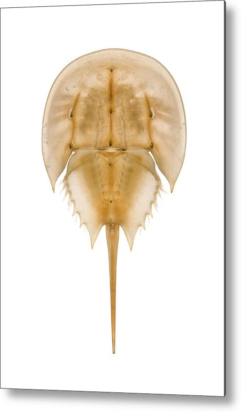 00476975 Metal Print featuring the photograph Horseshoe Crab Shed Skin Delaware by Piotr Naskrecki