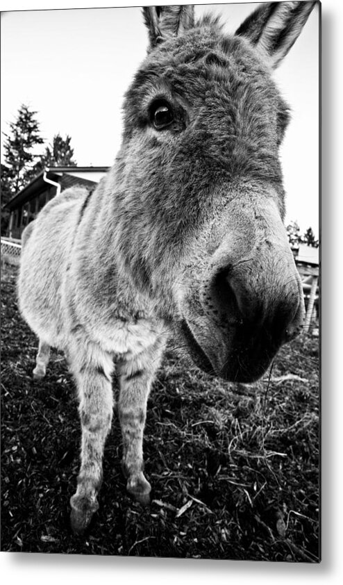 Donkey Metal Print featuring the photograph In Your Face by Monte Arnold