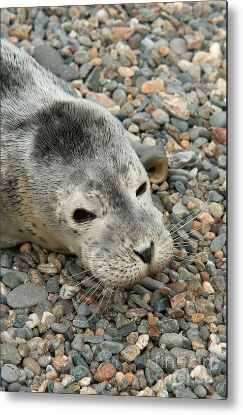 Fauna Metal Print featuring the photograph Injured Harbor Seal by Ted Kinsman