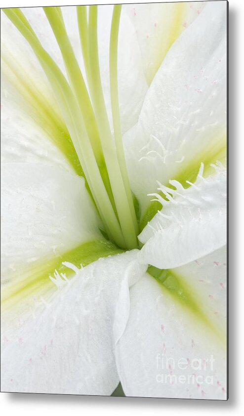 Lily Metal Print featuring the photograph Inside a White Lily by Ann Garrett