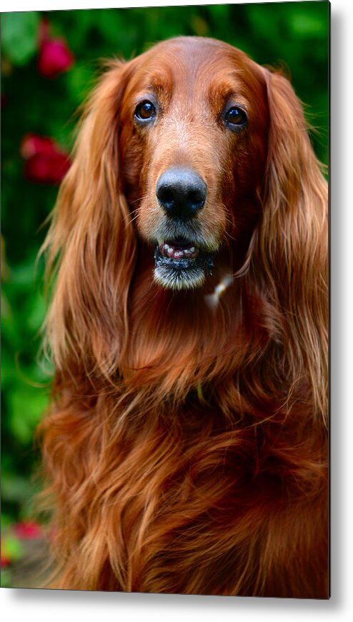 Dog Metal Print featuring the photograph Irish Setter I by Jenny Rainbow