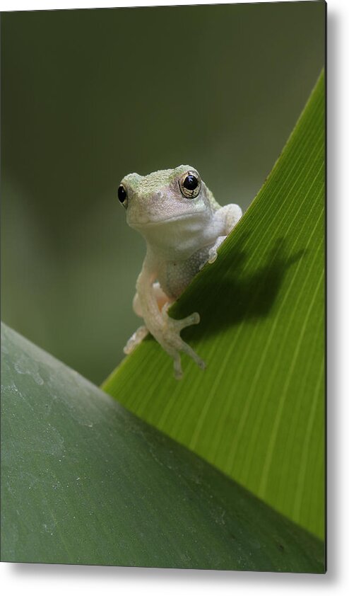 Grey Treefrog Metal Print featuring the photograph Juvenile Grey Treefrog by Daniel Reed