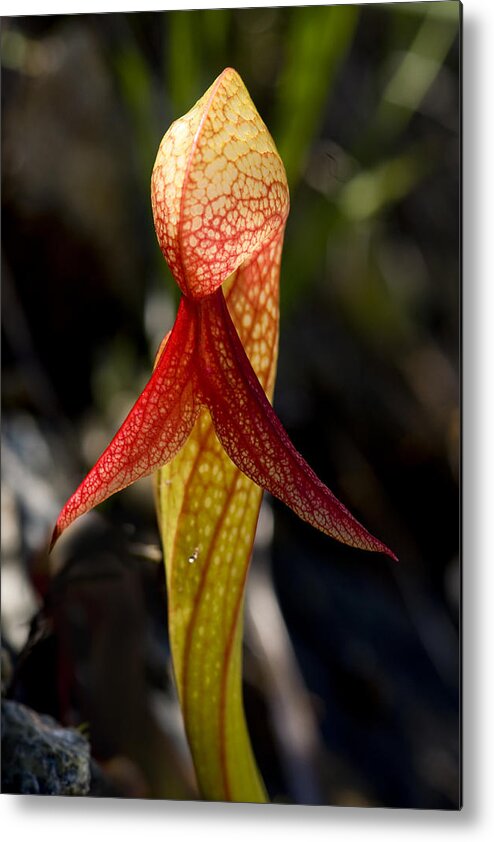 Darlingtonia Metal Print featuring the photograph Lady in Red by Betty Depee