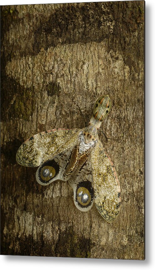 Mp Metal Print featuring the photograph Lantern Bug Fulgora Laternaria by Pete Oxford