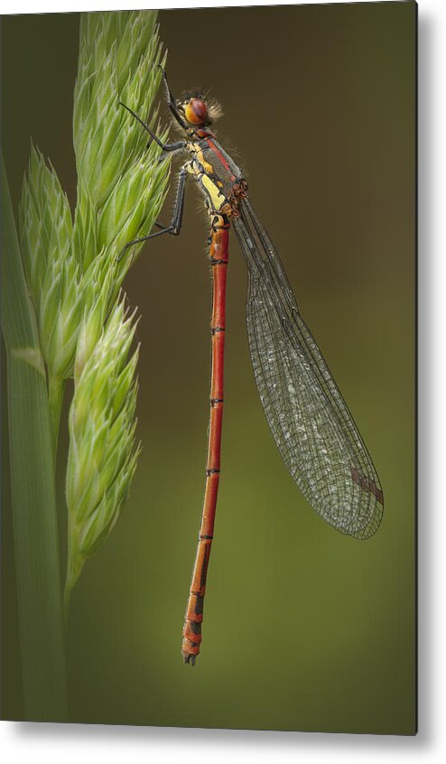 Red Metal Print featuring the photograph Large Red Damselfly by Andy Astbury