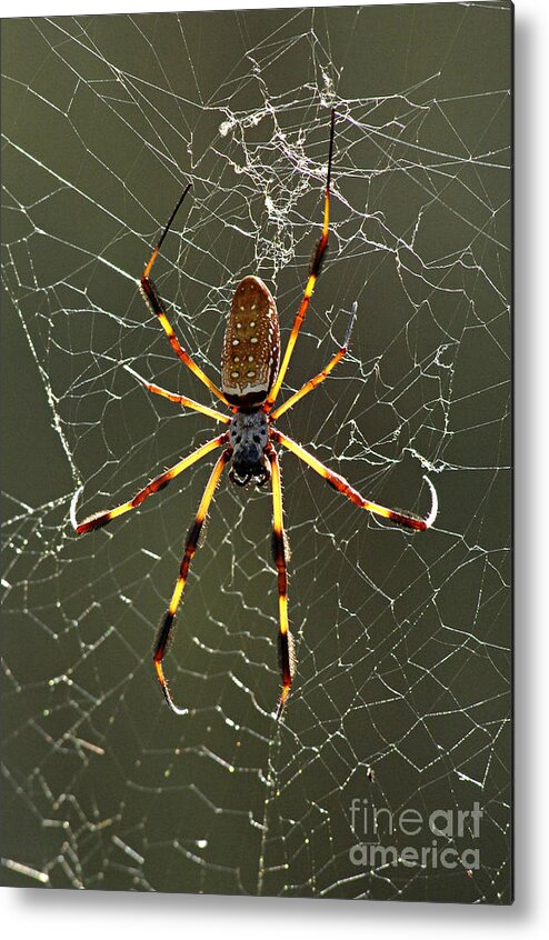 Spider Metal Print featuring the photograph Laying In Wait by Bob Christopher