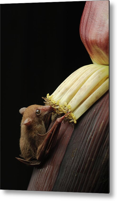 Mp Metal Print featuring the photograph Lesser Long-tongued Fruit Bat by Ch'ien Lee