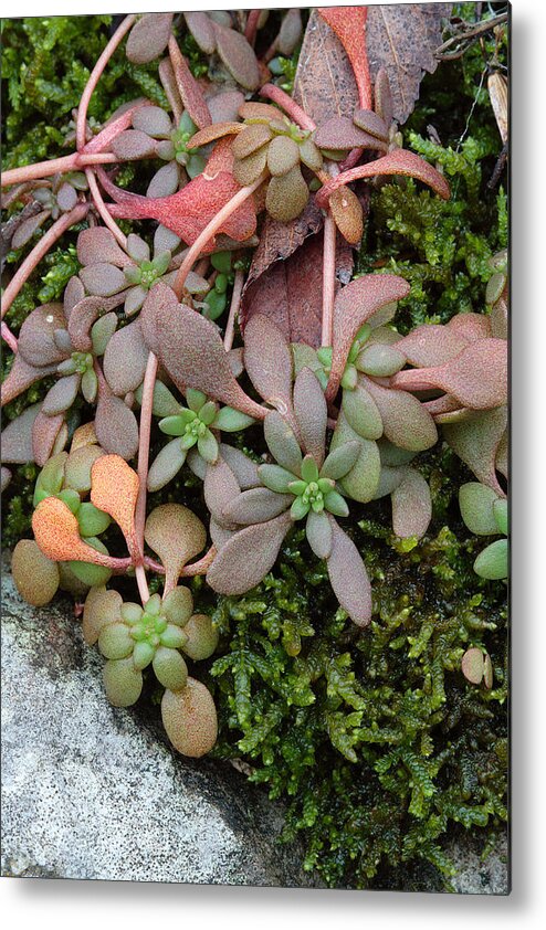 Sedum Pulchellum Metal Print featuring the photograph Lime Stonecrop Leaves In Winter by Daniel Reed