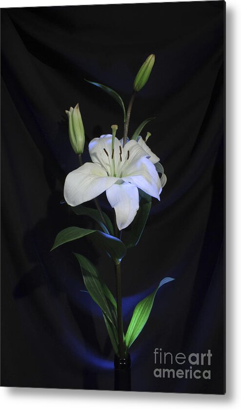 Floral Metal Print featuring the photograph Lit Lily by Balanced Art