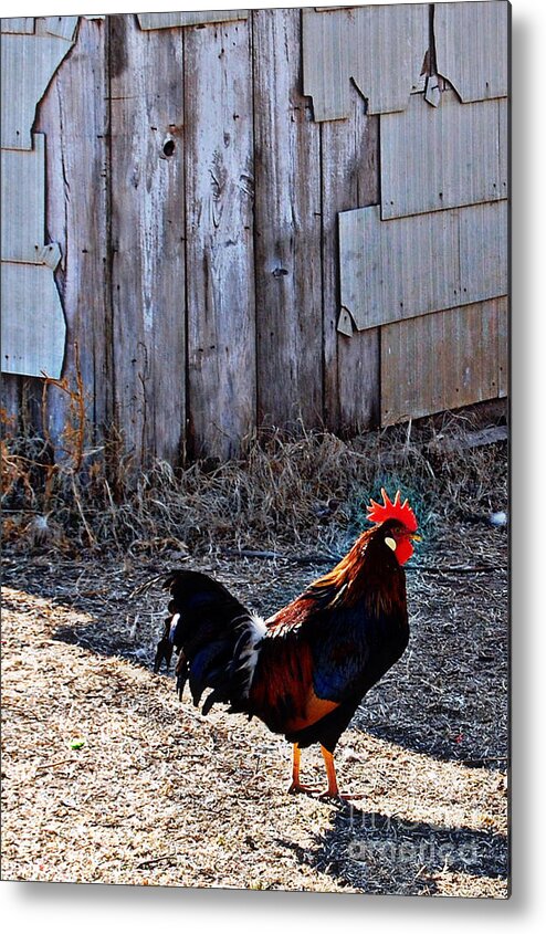 Rooster Metal Print featuring the photograph Little Red Rooster by Anjanette Douglas