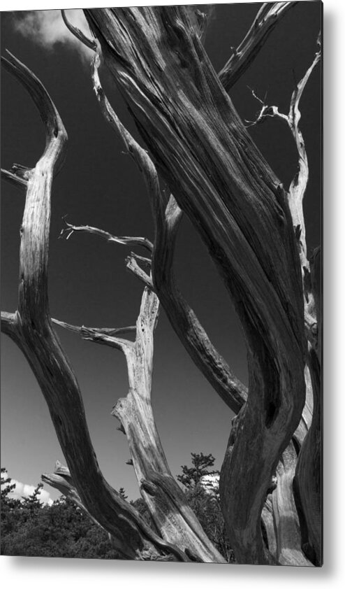 Black Metal Print featuring the photograph Lone Tree by David Gleeson
