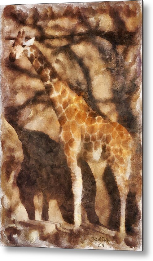 Giraffe Metal Print featuring the photograph Longnecker by Trish Tritz