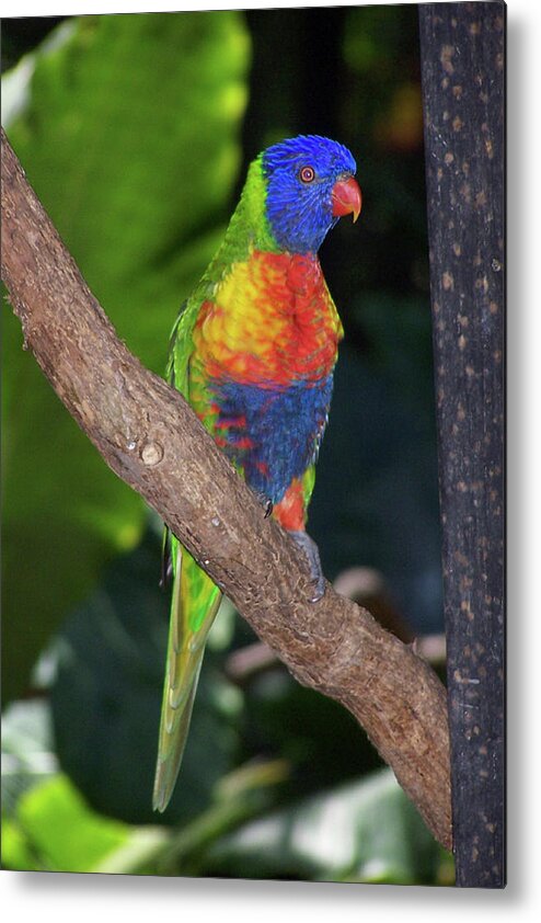 Australia Metal Print featuring the photograph Lorikeet by S Paul Sahm