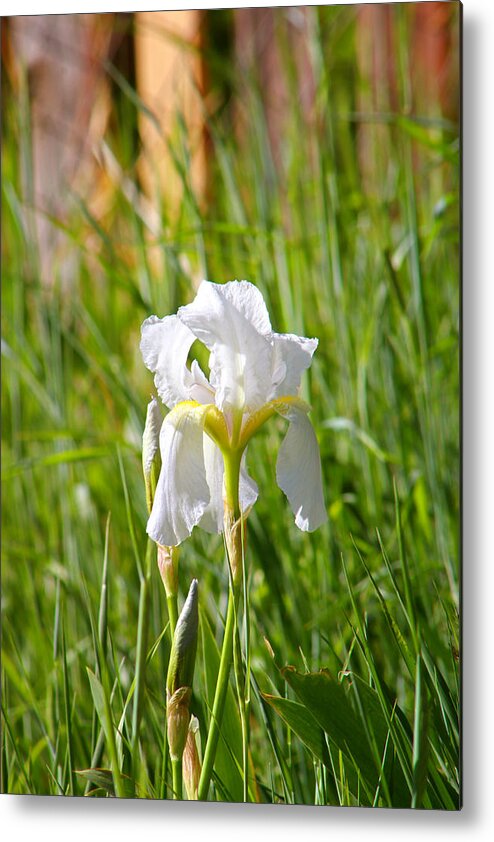 White Iris Metal Print featuring the photograph Lovely White Iris In Field Of Grass by Tracie Schiebel