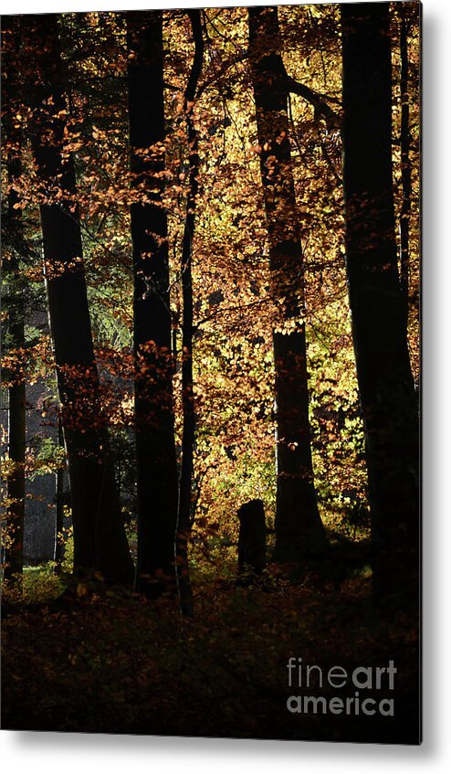 Autumn Metal Print featuring the photograph Luminous Forest 3 by Bruno Santoro