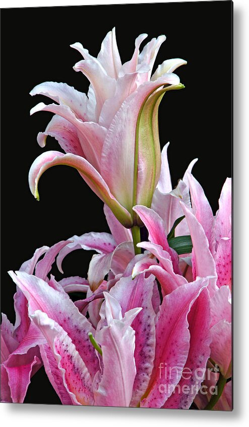 Lilium Metal Print featuring the photograph Luscious Lilies by Byron Varvarigos