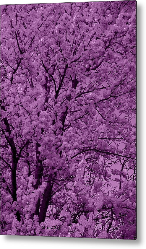 Lush Lavender Metal Print featuring the photograph Lush Lavender by Edward Smith