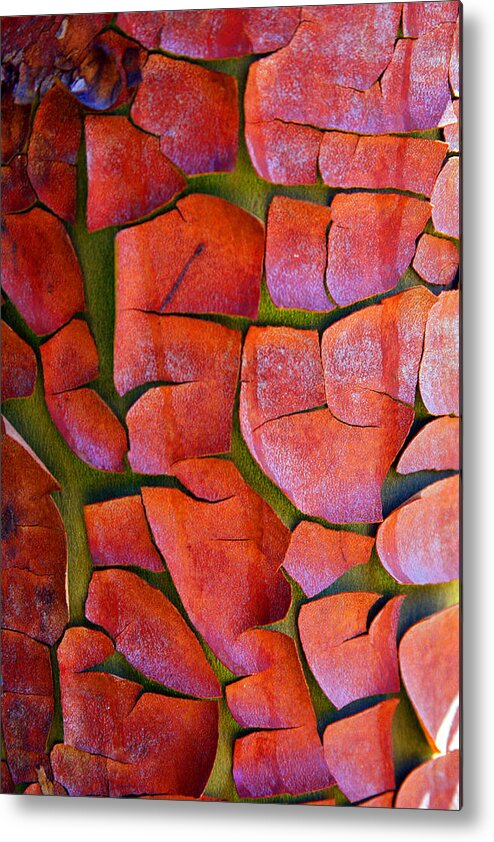 Pacific Madrona Tree Bark Metal Print featuring the photograph Madrone by Marie Jamieson