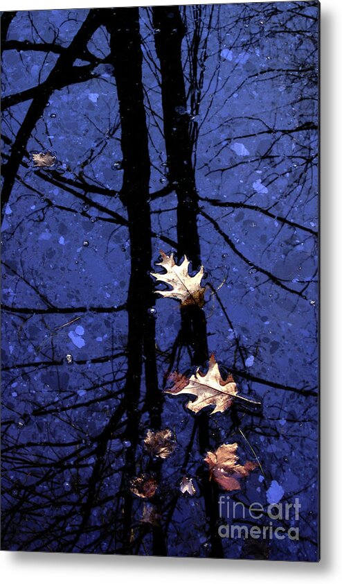 Leaves Metal Print featuring the photograph Midnight Stillness #1 by Mike Nellums