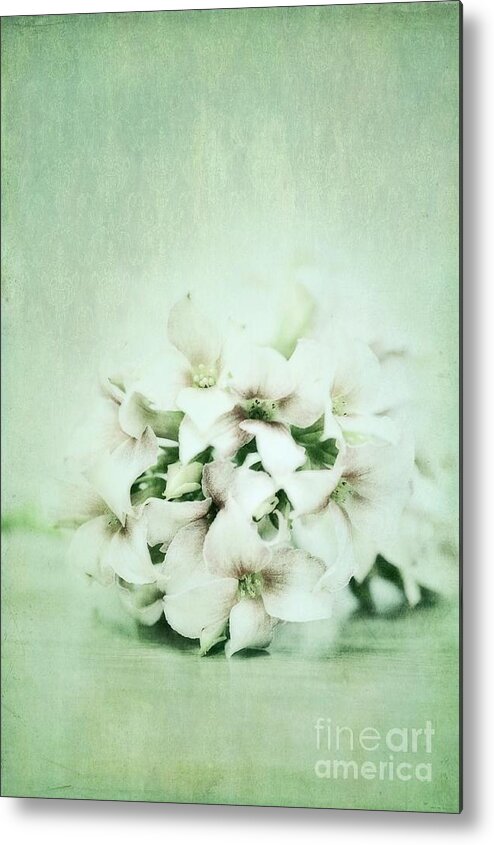 Kalanchoe Metal Print featuring the photograph Mint Green by Priska Wettstein