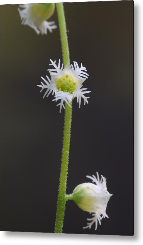 Miterwort Metal Print featuring the photograph Miterwort Flowers by Daniel Reed