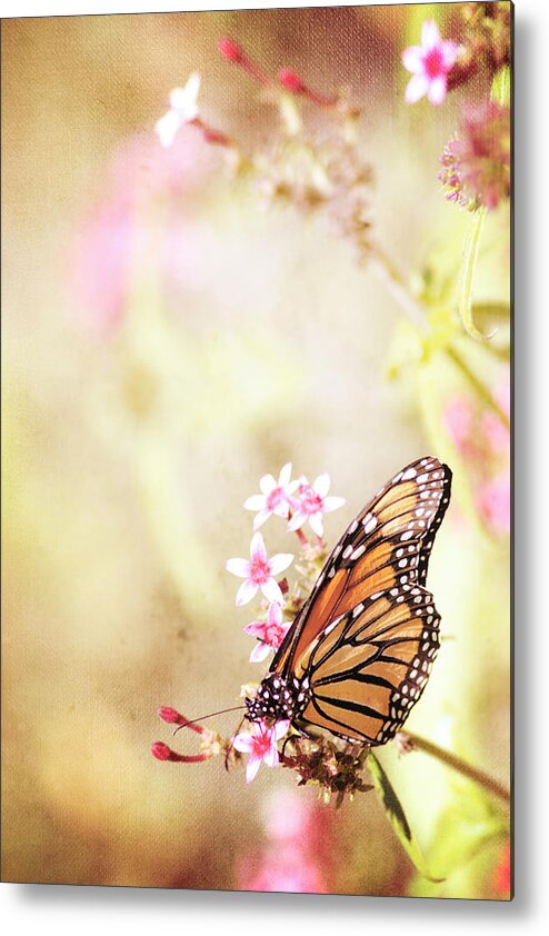 Monarch Metal Print featuring the photograph Monarch Canvas by Joel Olives